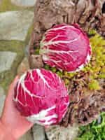 Ραντίτσιο Κόκκινο Στρογγυλό - Image 3