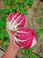 Ραντίτσιο Κόκκινο Στρογγυλό - Image 4