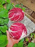 Ραντίτσιο Κόκκινο Στρογγυλό - Image 5