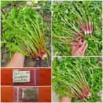 Ραδίκι Ταραξάκο ''Πικραλίδα''