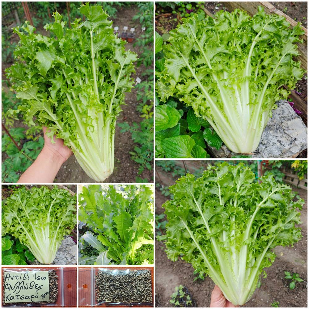 384a Αντίδι Ίσιο Φυλλώδες Κατσαρό ''Romanesca'' Παραδοσιακό - Image 1
