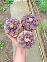 Αγκινάρα ''Purple of Romagna'' - Image 3