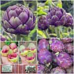 Αγκινάρα ''Purple Globe''