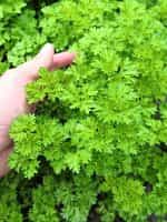 Μαϊντανός ''Triple Moss Curled'' Σγουρός - Image 2