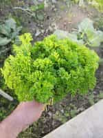 Μαϊντανός ''Triple Moss Curled'' Σγουρός - Image 3