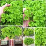 Μαϊντανός ''Triple Moss Curled'' Σγουρός