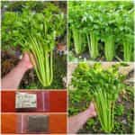 Σέλερι Γίγας ''D' Elne''