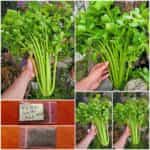 Σέλερι Ψηλό ''Utah''