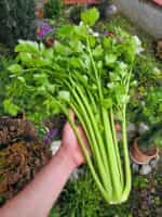 Σέλερι Ψηλό ''Utah'' - Image 2