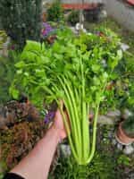 Σέλερι Ψηλό ''Utah'' - Image 3