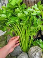 Σέλερι Ψηλό ''Utah'' - Image 4