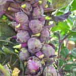 Λαχανάκι Βρυξελλών ''Red Bull'' - Image 3