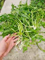 Σταμναγκάθι Ντόπιο Κρήτης - Image 2