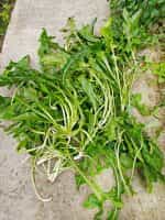 Σταμναγκάθι Ντόπιο Κρήτης - Image 3