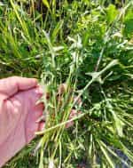 Σταμναγκάθι Ντόπιο Κρήτης - Image 4