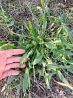 Σταμναγκάθι Ντόπιο Κρήτης - Image 5