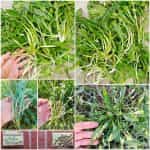 Σταμναγκάθι Ντόπιο Κρήτης