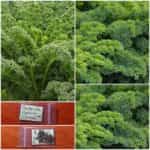 Λαχανίδα Πράσινη Κατσαρή ''Vitessa''