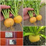 Ρέβα Κίτρινη ''Gold Ball''