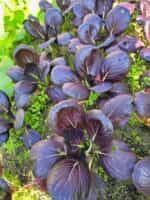 Λάχανο Μποκ Τσόι Μωβ ''Arax'' - Image 2