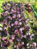 Λάχανο Μποκ Τσόι Μωβ ''Arax'' - Image 3