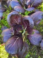 Λάχανο Μποκ Τσόι Μωβ ''Arax'' - Image 4