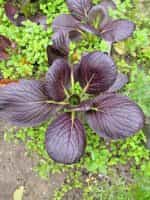 Λάχανο Μποκ Τσόι Μωβ ''Arax'' - Image 5