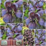 Λάχανο Μποκ Τσόι Μωβ ''Arax''