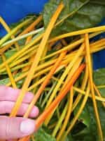 Σέσκουλο Κίτρινο ''Gele Sier'' - Image 2