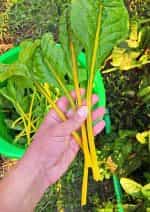 Σέσκουλο Κίτρινο ''Gele Sier'' - Image 3