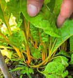 Σέσκουλο Κίτρινο ''Gele Sier'' - Image 4