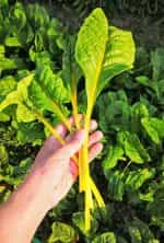 Σέσκουλο Κίτρινο ''Gele Sier'' - Image 5