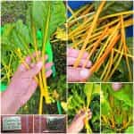 Σέσκουλο Κίτρινο ''Gele Sier''