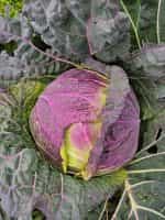 Λάχανο ''Violaceo di Verona'' Παραδοσιακό - Image 2