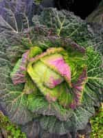 Λάχανο ''Violaceo di Verona'' Παραδοσιακό - Image 3