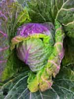 Λάχανο ''Violaceo di Verona'' Παραδοσιακό - Image 4