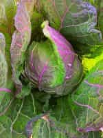 Λάχανο ''Violaceo di Verona'' Παραδοσιακό - Image 5