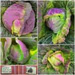 Λάχανο ''Violaceo di Verona'' Παραδοσιακό