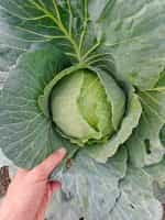 Λάχανο Ντόπιο Μακεδονίας - Image 2