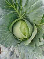 Λάχανο Ντόπιο Μακεδονίας - Image 3