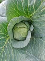 Λάχανο Ντόπιο Μακεδονίας - Image 4