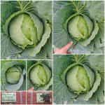 Λάχανο Ντόπιο Μακεδονίας