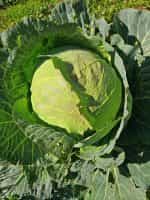 Λάχανο ''Copenhagen Market'' - Image 2