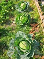 Λάχανο ''Copenhagen Market'' - Image 3