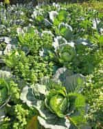 Λάχανο ''Copenhagen Market'' - Image 4