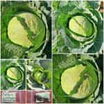 Λάχανο ''Copenhagen Market''