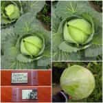 Λάχανο Γίγας ''Brunswick''