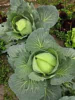 Λάχανο Γίγας ''Brunswick'' - Image 2