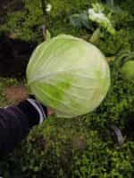 Λάχανο Γίγας ''Brunswick'' - Image 3