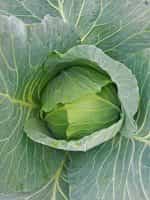 Λάχανο Ντόπιο Μαγνησίας Μαλακό - Image 2